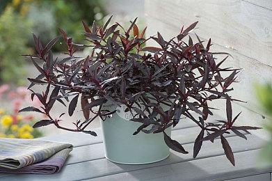 《崩坏：星穹铁道》杰帕德角色PV ——「以朗道之名」